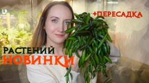НОВИНКИ растений |  Первые покупки ВЕСНА 2024 |  Плюс ПЕРЕСАДКА новинок 💚
