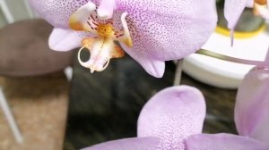 Орхидея Розовый дракон. ????.