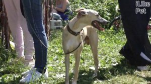 Уиппет на ilikepet. Особенности породы, уход