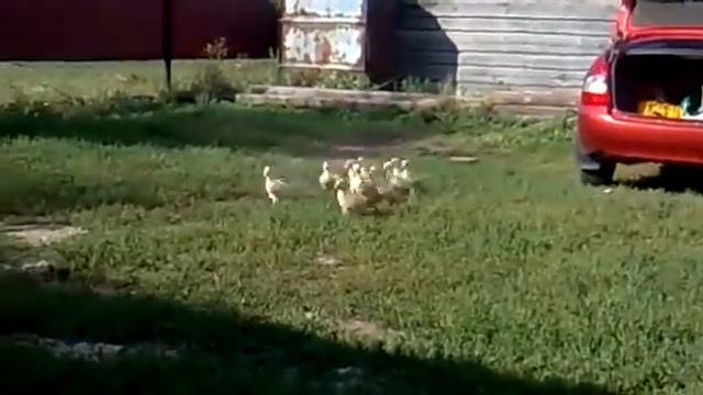 Матом строит гусей)) смотреть онлайн