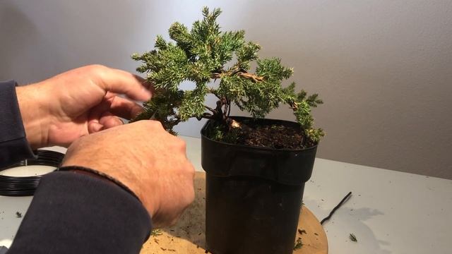 Transform A Juniper Nursery Plant To A Cascade Bonsai
