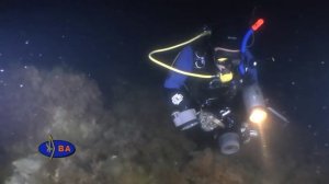 Рыбы Черного моря. Дракон. Fishes of the Black sea. Trachinus draco