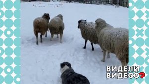 Бордер-колли пасет овец. Видели видео? Фрагмент выпуска от 16.02.2020