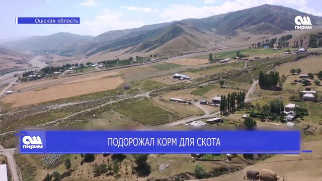 ПОДОРОЖАЛ КОРМ ДЛЯ СКОТА