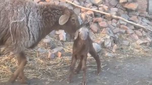 Гиссар-Эдельбай! Овцы !