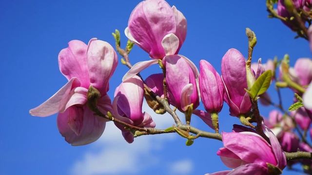 PERFUME FRESCO porém MUITO POTENTE! A combinação PERFEITA - AMYI 2.10 - Cheiro FANTÁSTICO e Elogiad смотреть онлайн