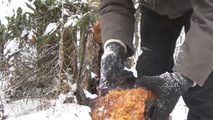 Заработать на Чаге зимой. Сбор Чаги березовой на продажу.