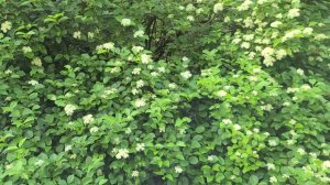 Viburnum dentatum 
Arrowwod