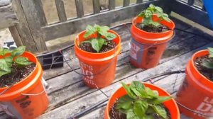 Carolina Reaper pepper growing 2017 #2