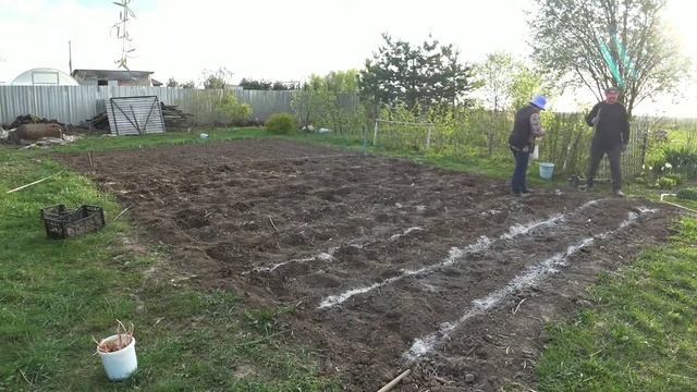Сажаем картошку правильно