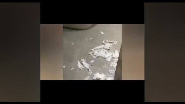 Самые смешные животные #1 смотреть онлайн