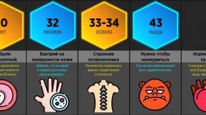 Тело Человека - Интересные Факты (Сравнение)