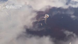 АКЦИЯ ВОДА РОССИИ