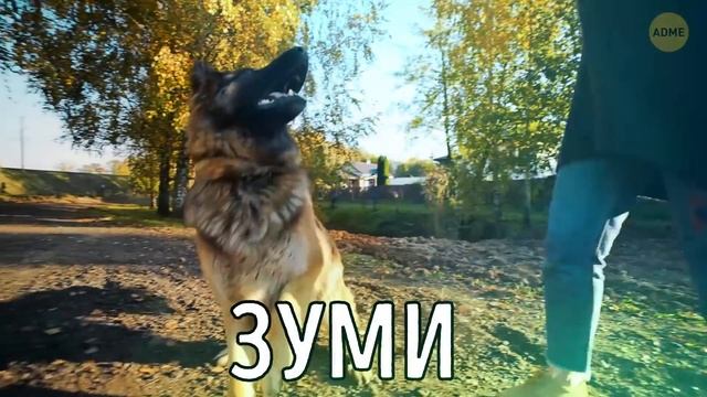 Почему собаки кусают друг друга за пасть во время игры