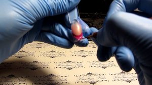 Дизайн ногтей. Френч. С выпиливанием улыбки.Выкладной.Градиент.  --KrisTina--