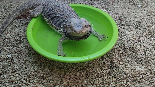 Бородатая агама цыганка смотреть онлайн