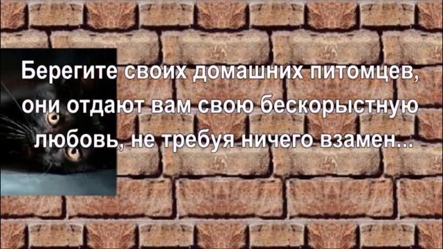 Братья наши меньшие медитация любви смотреть онлайн