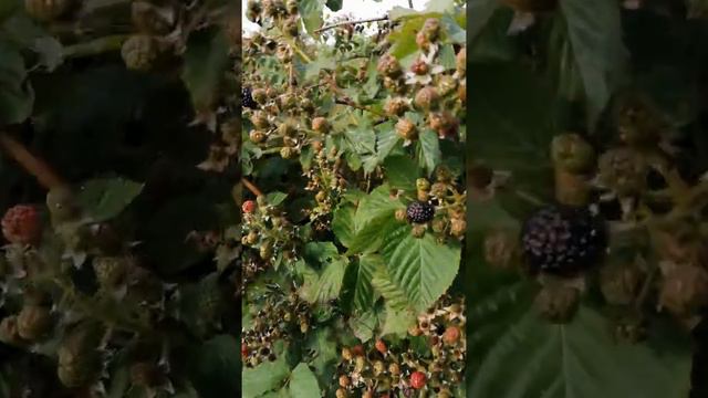 Ежевика плодоношение смотреть онлайн