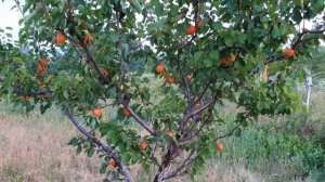 Американский сорт абрикоса Оранж Ред (OrangeRed) как он есть