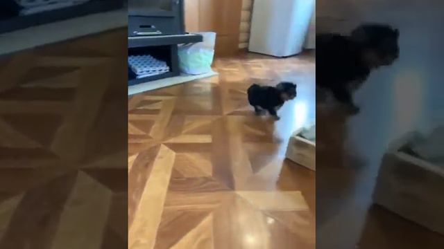 #йоркширский_терьер смотреть онлайн