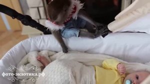 Символ года 2016 Обезьянка и малышка