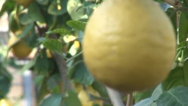 Лимонарий смотреть онлайн