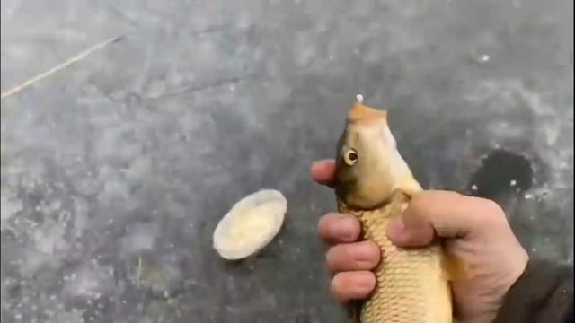 Прогноз клева рыбы на неделю с 25 по 30 Ноября Календарь клева рыбы Лунный Календарь рыбака смотреть онлайн