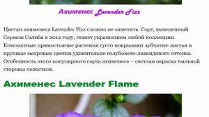 Фото популярных сортов ахименесов селекции Сержа Салибы