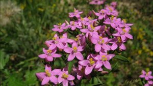 Золототысячник!!!!Лечебные свойства,Противопоказания,Применение!!!