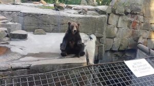 Медведи в зоопарке