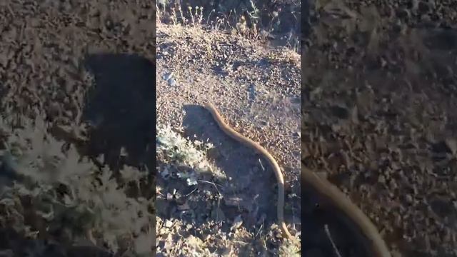 Желтопузик. Спасение. Переселение. смотреть онлайн