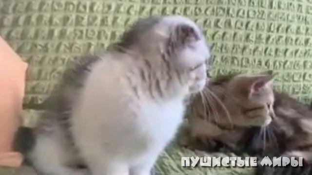 ВЫПУСК 47 - МАНЧКИНЫ. КОТИКИ С КОРОТКИМИ ЛАПКАМИ.