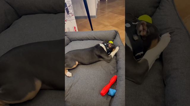 Купили Кингу новую огромную лежанку 😍 #ambulldog #bully #американскийбулли #булли #собака #щенок смотреть онлайн