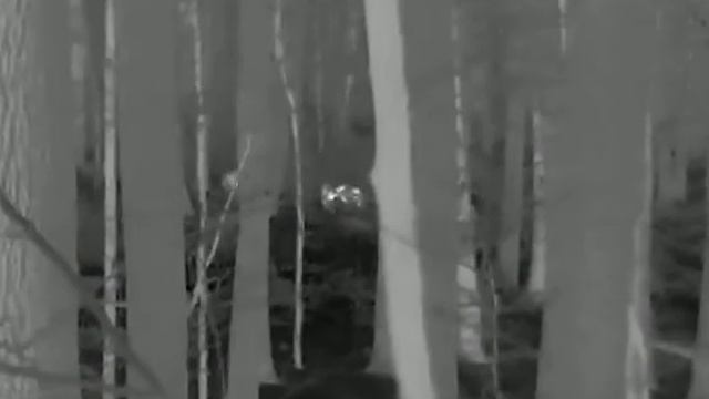 Prasiatko, diviača - Termovízia Hikmicro Lynx Pro LH25 смотреть онлайн