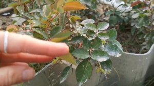 Осеннее черенкование РОЗ Подробно Мой опыт