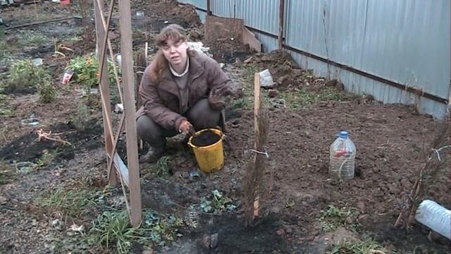 Осенние укрытие роз, гортензий, клематисов смотреть онлайн