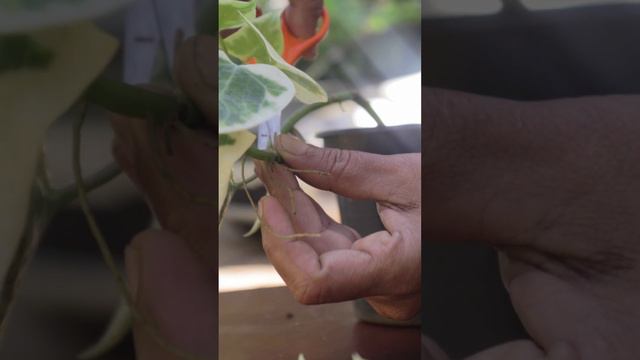 English Ivy Tips | Setting