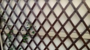 Как сделать стильный забор из плоского шифера