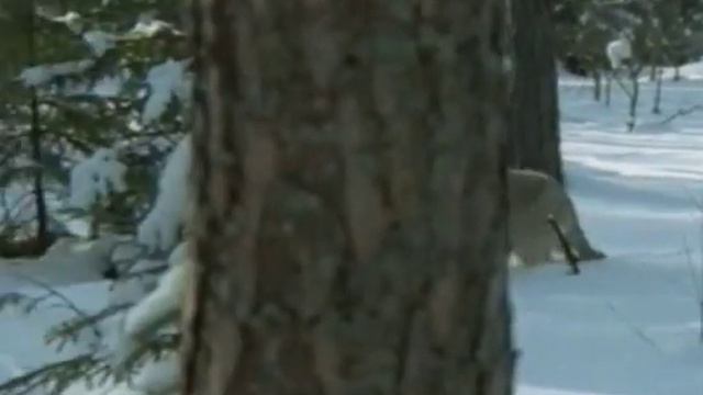 Охота на волков смотреть онлайн