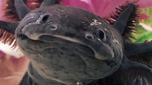 Самые странные животные 😳 смотреть онлайн