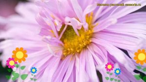 Астра новобельгийская Феллоушип. Краткий обзор, описание характеристик aster novi-belgii Fellowship