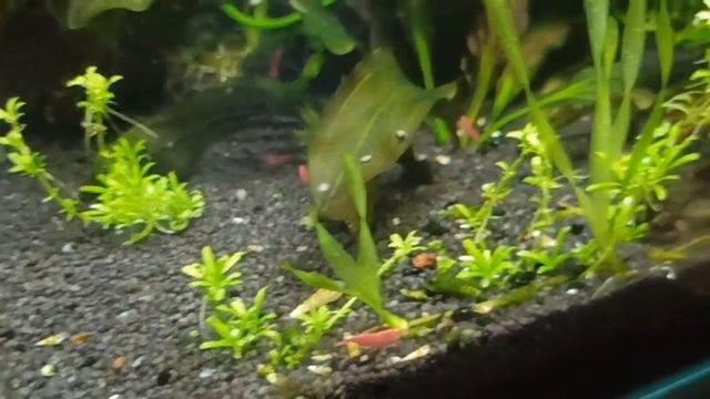 Мой аквариум 30 л с креветками и рыбками/Прополола/Fish and shrimp in my 30 l tank in July смотреть онлайн
