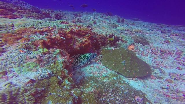 Леопардовая Мурена. Мальдивы. смотреть онлайн