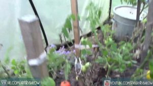 Помидоры осенью. Секрет - увеличение урожая помидоров осенью.