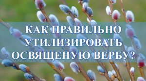 ОСВЯЩЕННАЯ ВЕРБА ЗАСОХЛА, ПРАВИЛЬНАЯ УТИЛИЗАЦИЯ: НИКАК ИНАЧЕ….