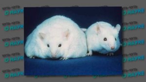 Чипсы. Объективный взгляд на вред чипсов