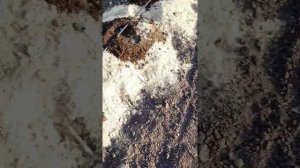 Монтаж Капельного полива для Голубики своими руками