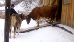 САМОДЕЛЬНЫЙ ВАКУУМОПРОВОД|| ДОИЛЬНАЯ УСТАНОВКА МЕЛАСТИ || ЗНАКОМСТВО КОРОВ