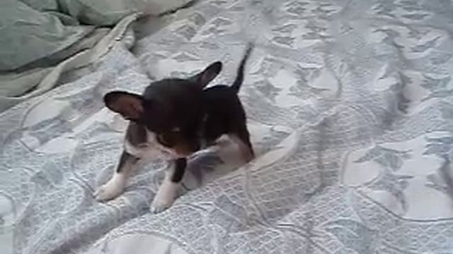 щенки чихуахуа ПУЛЯ питомник ЭЛЕФАНТ смотреть онлайн