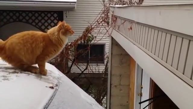 Неудачные прыжки котов и кошек, смешные кошки смотреть онлайн
